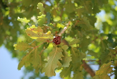 Andricus dentimitratus