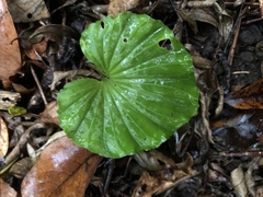Nervilia concolor
