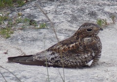 Chordeiles gundlachii