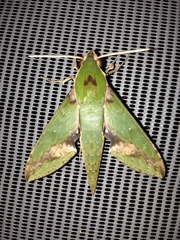Xylophanes chiron