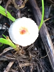 Crinipellis scabella