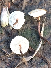 Crinipellis scabella