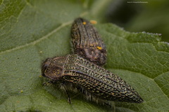Acmaeodera cuprina