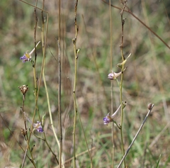 Delphinium halteratum