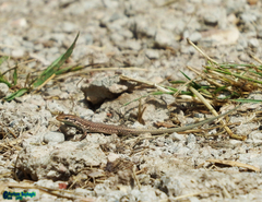 Darevskia schaekeli