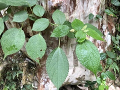 Boehmeria pilosiuscula