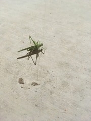 Insara elegans