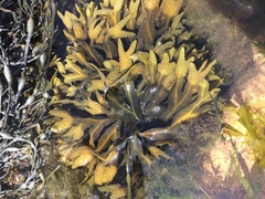 Fucus spiralis
