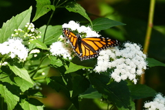 Danaus plexippus