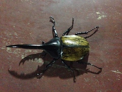 Dynastes ecuatorianus