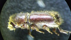 Pseudips mexicanus