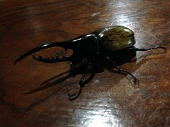 Dynastes ecuatorianus