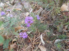 Glandularia tenera