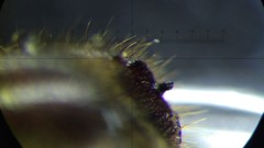 Pseudips mexicanus