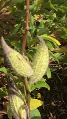 Asclepias syriaca