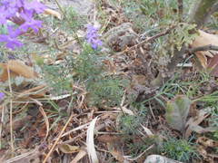 Glandularia tenera