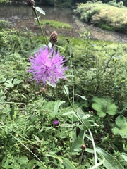 Centaurea × moncktonii