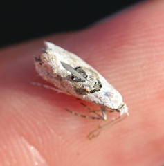 Ypsolopha asperella