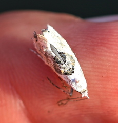 Ypsolopha asperella