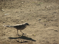Mimus longicaudatus