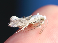 Ypsolopha asperella