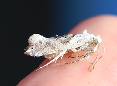 Ypsolopha asperella