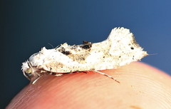 Ypsolopha asperella