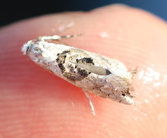 Ypsolopha asperella