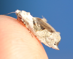 Ypsolopha asperella