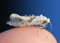 Ypsolopha asperella