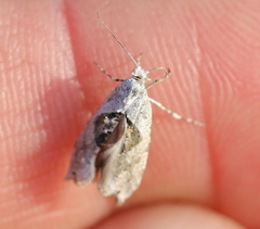 Ypsolopha asperella
