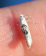 Ypsolopha asperella