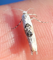 Ypsolopha asperella