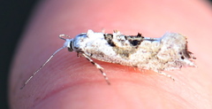 Ypsolopha asperella