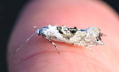 Ypsolopha asperella