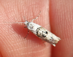 Ypsolopha asperella