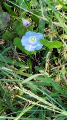 Ipomoea hederacea integriuscula