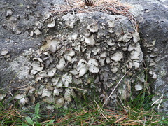 Umbilicaria hirsuta