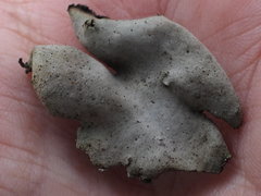 Umbilicaria hirsuta