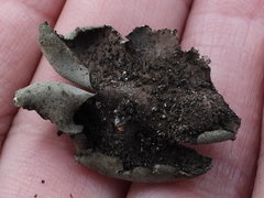Umbilicaria hirsuta