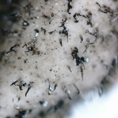Umbilicaria hirsuta