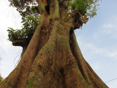 Ceiba pentandra