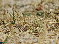 Darevskia schaekeli