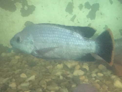 Victoria Tilapia