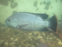 Oreochromis variabilis