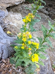 Solidago virgaurea taurica