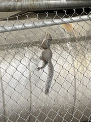 Sciurus carolinensis