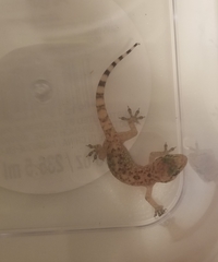 Hemidactylus turcicus