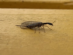 Xanthostigma xanthostigma