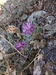 Centaurea sterilis